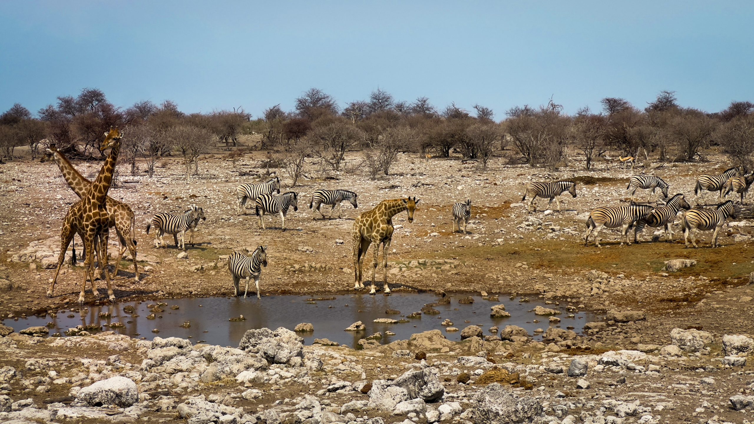 Lees meer over het artikel Wildlife